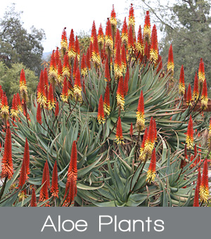 zz-Aloe – Thorny Bastards