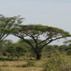 Flat-Top Acacia Tree (acacia abyssinica)
