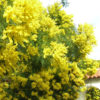Sydney Gold Acacia Tree (acacia decurrens)