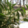 Flowering Australian Blackwood Tree (acacia melanoxylon)