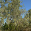 Weeping Shoestring Tree (acacia stenophylla)
