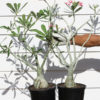 XXL Select Desert Rose Plant (adenium obesum)