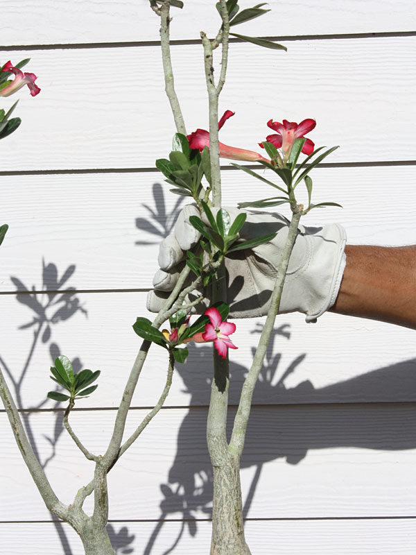 Pink Lip Desert Rose Plant (adenium obesum in 3×2″ Square) – Kens  Philodendrons