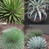 Agave Patio Mix, 4 Large Plants  (agave sp)