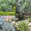 Agave Container Garden Mix, 4 Plants  (agave sp)
