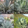 Agave Courtyard Mix, 8 Large Plants  (agave sp)