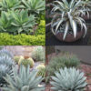 Agave Veranda Mix, 8 Plants (agave sp)