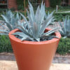 XL Giant Steel Blue Agave Plant (agave americana sp)