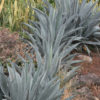 Giant Steel Blue Agave (agave americana sp)