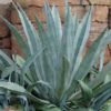 Lg. Giant Steel Blue Agave Plant (agave americana sp)