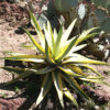 Lg. Petite Variegated Century Plant Agave Plant (agave cornelius baja)