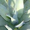 Huge Guantanamo Bay Agave (agave albescens)
