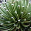 XL Tip Tufts Agave (agave albopilosi)