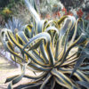 Lg. Yellow Serpent Century Plant Agave Plant (agave americana marginata)