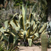 XL Yellow Serpent Century Agave Plant (agave americana marginata)
