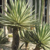 XL Candy Stripe Agave Plant (agave angustifolia marginata)