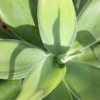 XL Karas Stripes Fox Tail Agave (agave attenuata)