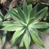 XL Foxtail Agave Albo Marginata (agave attenuata sp)