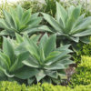 Giant Fox Tail Agave (agave attenuata)