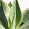 XL Thai Upright Variegated Agave Plant (agave celsii multicolor)
