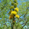 Golden Flowered Agave Century Plant (agave chrysantha)