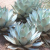 XL Silvery-gray Sawtooth Agave (agave colorata)