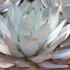 Lg. Silvery-gray Sawtooth Agave (agave colorata)
