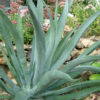 Lg. La Paz Upright Agave (agave datylio)