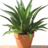 XL Spineless Jade Agave Plant (agave desmentiana)