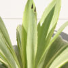 Lg. Soft Leaf Colorful Joe Ghost Soft Leaf Agave Plant (agave desmentiana sp)