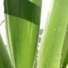 Lg. Silver Edge Soft Leaf Agave Plant (agave desmentiana)