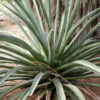 Lg. Symmetrical Grey Agave Deserti (agave deserti simplex)