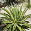 Lg. Soft Leaf Spineless Variegated Soft Leaf Agave Plant (agave desmentiana sp)