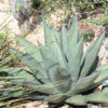 Lg. Huge Gray Sharkskin Agave Plant (agave ferdinandi x scabra)