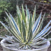 Lg. Showy Queen Thread-leaf Agave (agave filifera schidigera)