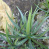 Lg. Fatal Attraction Agave (agave funkiana)