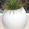 XL Porcupine Agave Plant (agave geminiflora)