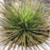 Lg. Foxy Hedgehog, Best Solitary Container Agave Plant (agave geminiflora)