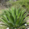 XL Green Goblet Agave (agave salmiana ferox)