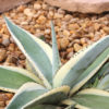 Lg. Creme Brulee Rosette Agave Plant (agave guiengola sp)