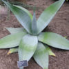 Lg. Massive Platinum Agave Plant (agave guiengola)