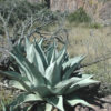 XL Silver Havard Agave (agave havardiana)
