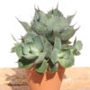 Lg. Confederate Rose Agave Plant (agave kichijokan)