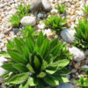 XL Rio Grande Agave Plant (agave lophantha)