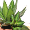 Lg. Rio Grande Agave Plant (agave lophantha)