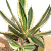 Lg. Quadricolor Rio Grande Agave Plant (agave lophantha)