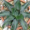 Lg. Mountain Rosette Agave (agave montana)