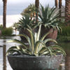 Lg. Cream Striped Tuxedo Agave (agave americana mediopicta alba)