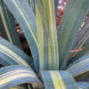 XL Agave Murpheyi Varigata Grandis (agave sp)