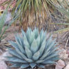 Lg. Cold Hardy Blue Rosette Agave Plant (agave parryi neomexicana)
